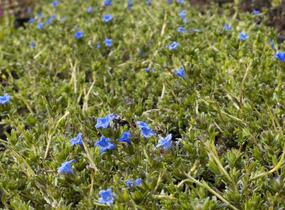 Kamejka větvená 'Grace Ward' - Lithodora diffusa 'Grace Ward'