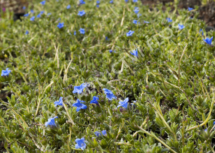 Kamejka 'Grace Ward' - Lithodora diffusa 'Grace Ward'