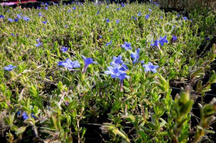 Kamejka větvená 'Grace Ward' - Lithodora diffusa 'Grace Ward'