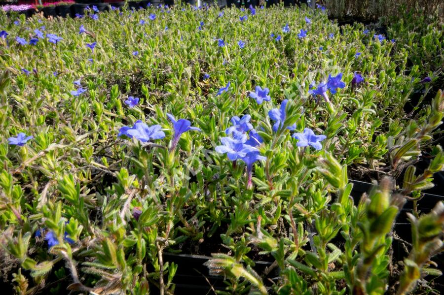 Kamejka větvená 'Grace Ward' - Lithodora diffusa 'Grace Ward'