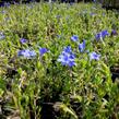 Kamejka větvená 'Grace Ward' - Lithodora diffusa 'Grace Ward'