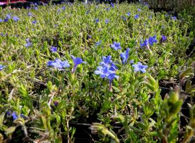 Kamejka větvená 'Grace Ward' - Lithodora diffusa 'Grace Ward'