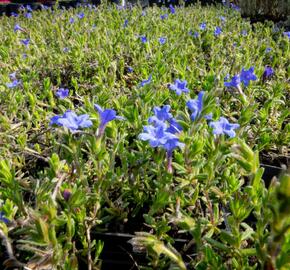 Kamejka větvená 'Grace Ward' - Lithodora diffusa 'Grace Ward'