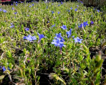 Kamejka větvená 'Grace Ward'