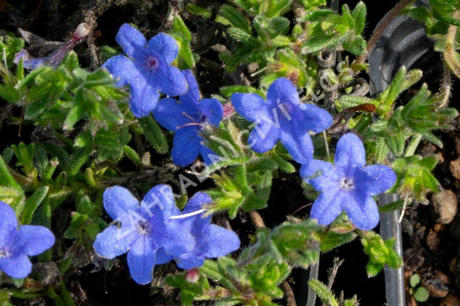 Kamejka větvená 'Grace Ward' - Lithodora diffusa 'Grace Ward'