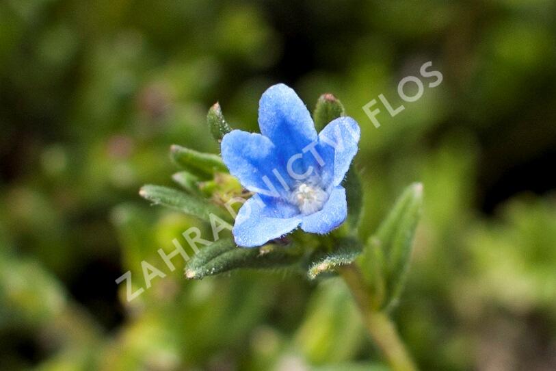 Kamejka větvená 'Grace Ward' - Lithodora diffusa 'Grace Ward'