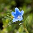 Kamejka větvená 'Grace Ward' - Lithodora diffusa 'Grace Ward'