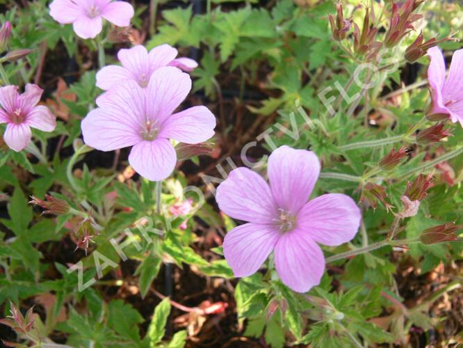 Kakost 'Betty Catchpole' - Geranium × oxonianum 'Betty Catchpole'