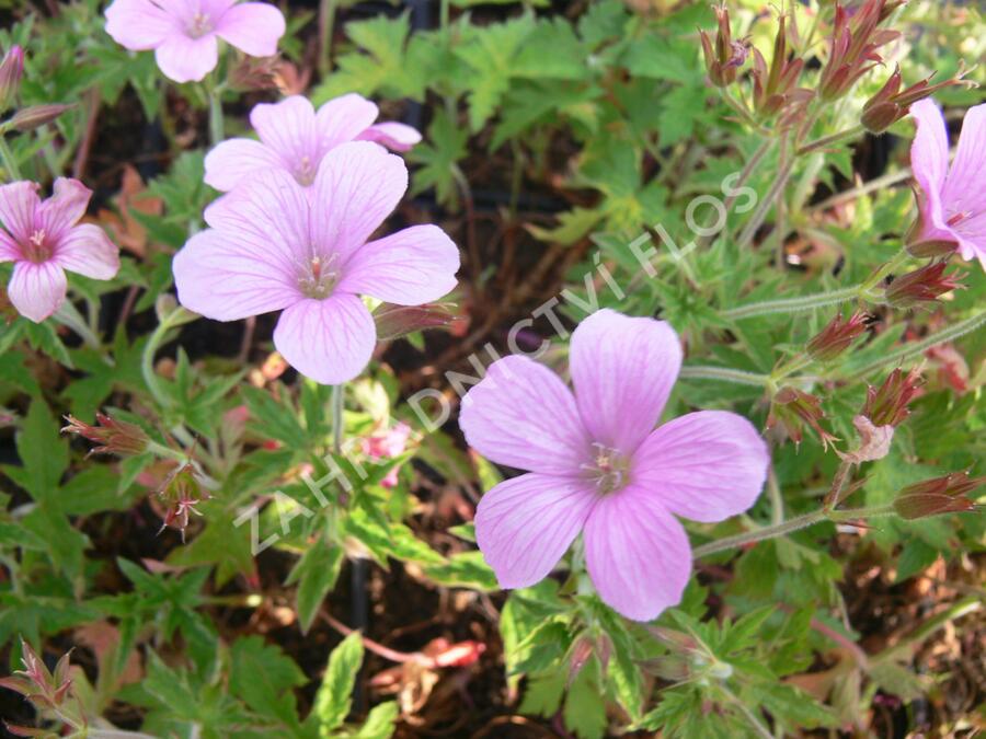 Kakost 'Betty Catchpole' - Geranium × oxonianum 'Betty Catchpole'