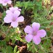 Kakost 'Betty Catchpole' - Geranium × oxonianum 'Betty Catchpole'