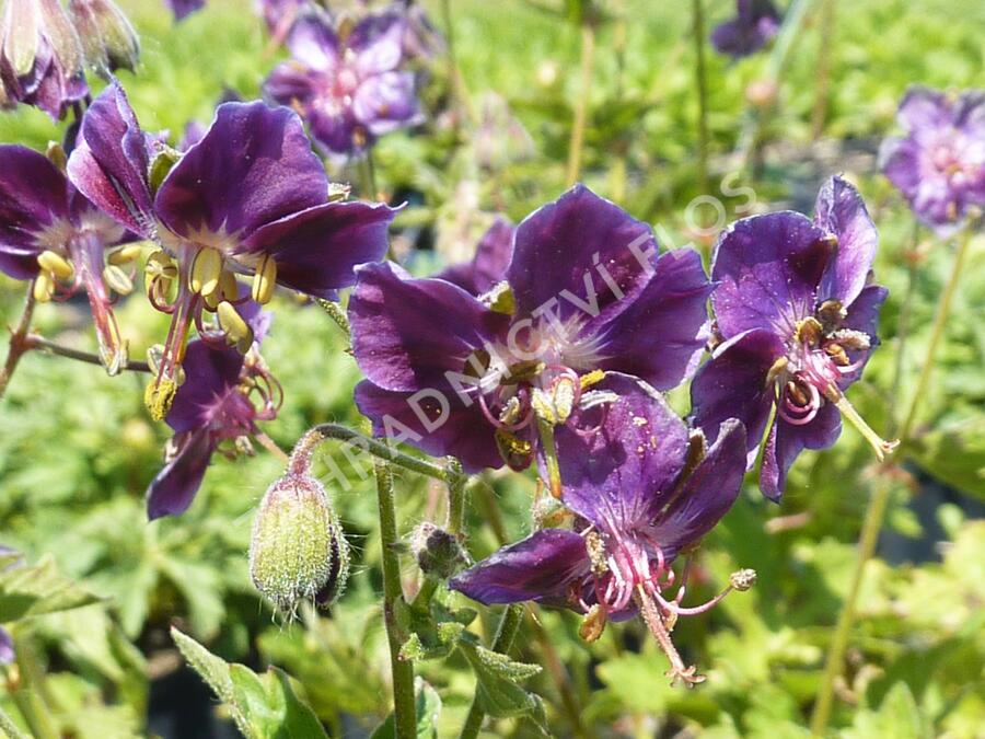 Kakost hnědočervený 'Samobor' - Geranium phaeum 'Samobor'