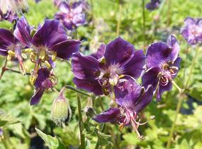 Kakost hnědočervený 'Samobor' - Geranium phaeum 'Samobor'