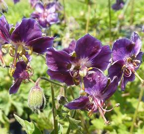 Kakost hnědočervený 'Samobor' - Geranium phaeum 'Samobor'