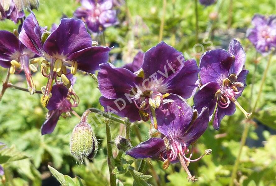 Kakost hnědočervený 'Samobor' - Geranium phaeum 'Samobor'