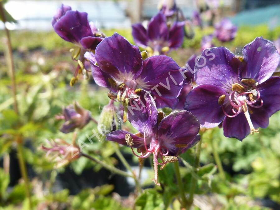 Kakost hnědočervený 'Samobor' - Geranium phaeum 'Samobor'