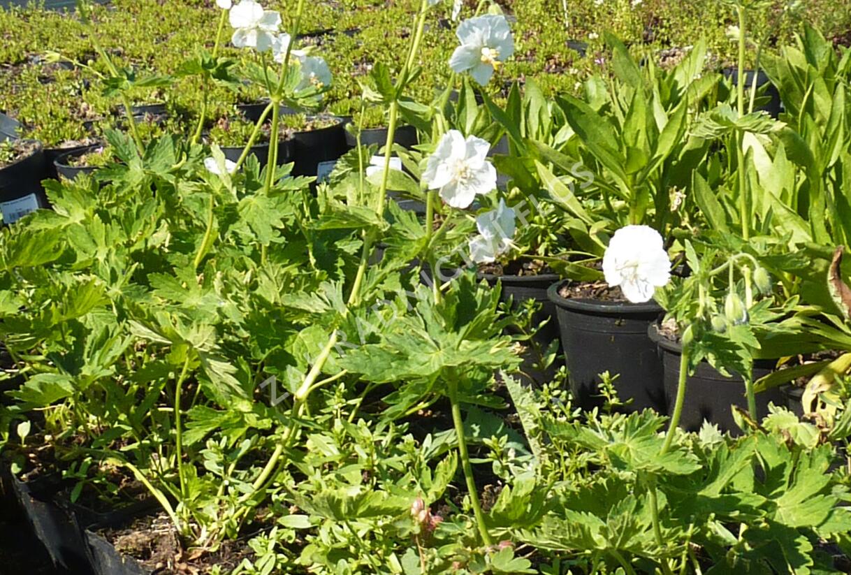 Kakost hnědočervený 'Album' - Geranium phaeum 'Album'