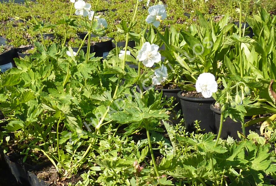 Kakost hnědočervený 'Album' - Geranium phaeum 'Album'