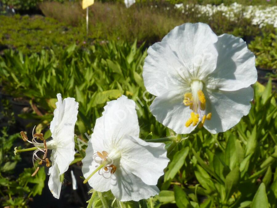 Kakost hnědočervený 'Album' - Geranium phaeum 'Album'