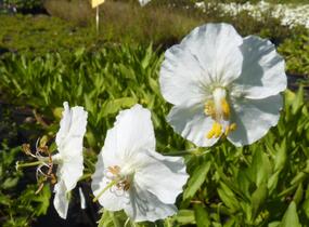 Kakost hnědočervený 'Album' - Geranium phaeum 'Album'