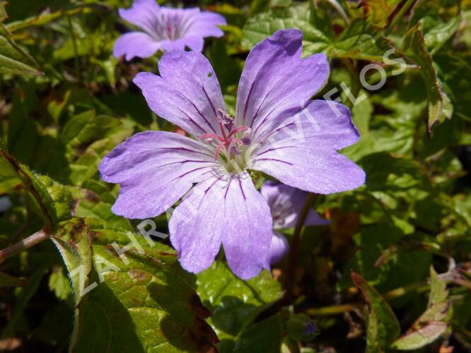 Kakost uzlinkatý 'Simon' - Geranium nodosum 'Simon'