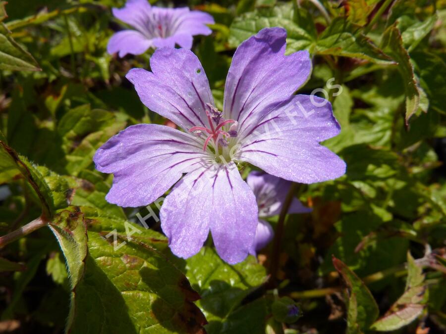 Kakost uzlinkatý 'Simon' - Geranium nodosum 'Simon'