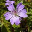 Kakost uzlinkatý 'Simon' - Geranium nodosum 'Simon'