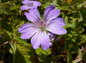Kakost uzlinkatý 'Simon' - Geranium nodosum 'Simon'