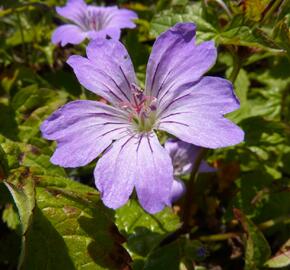 Kakost uzlinkatý 'Simon'