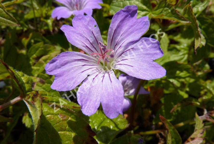 Kakost uzlinkatý 'Simon' - Geranium nodosum 'Simon'