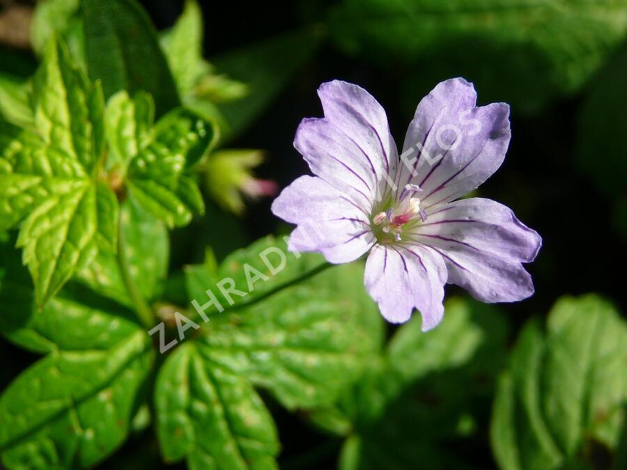 Kakost uzlinkatý 'Simon' - Geranium nodosum 'Simon'