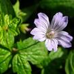 Kakost uzlinkatý 'Simon' - Geranium nodosum 'Simon'