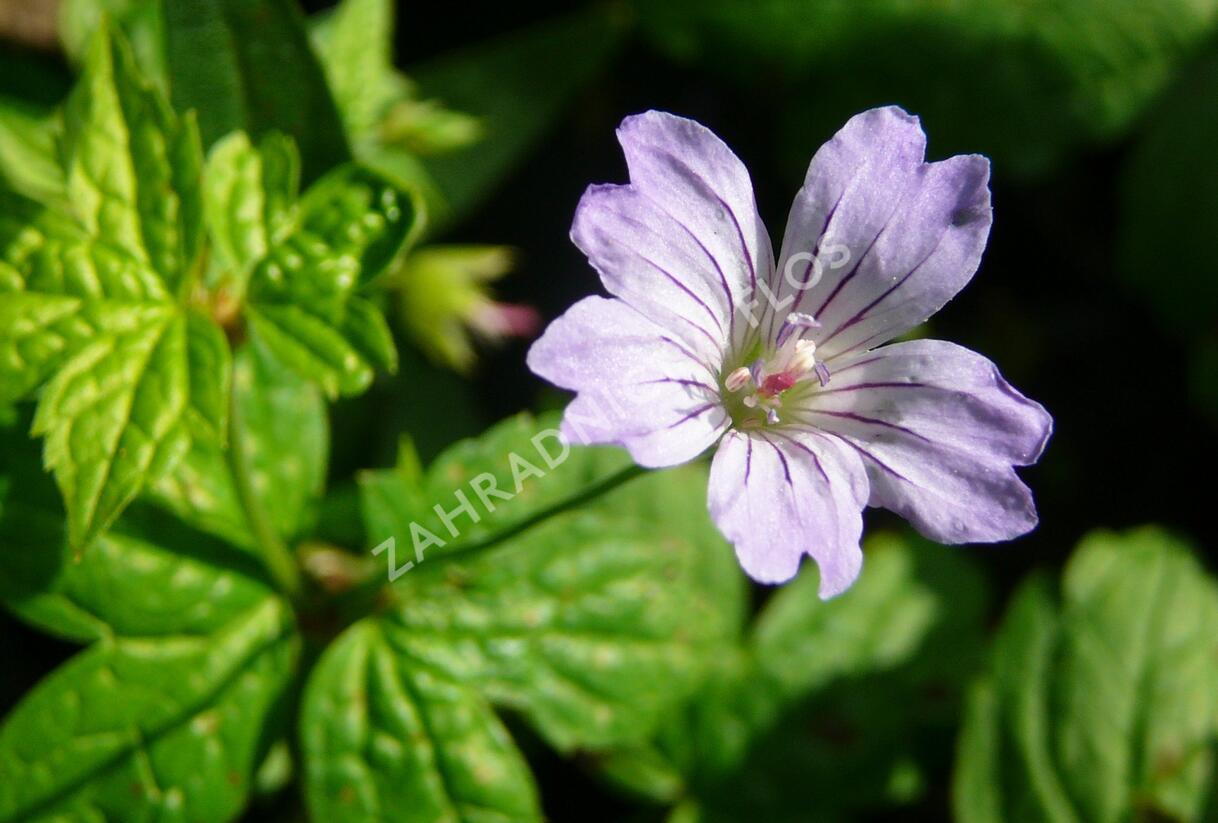 Kakost uzlinkatý 'Simon' - Geranium nodosum 'Simon'