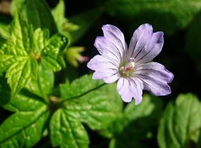 Kakost uzlinkatý 'Simon' - Geranium nodosum 'Simon'