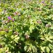 Kakost vznešený 'Rosemoor' - Geranium magnificum 'Rosemoor'