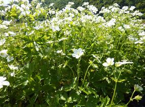 Kakost skvrnitý 'Album' - Geranium maculatum 'Album'