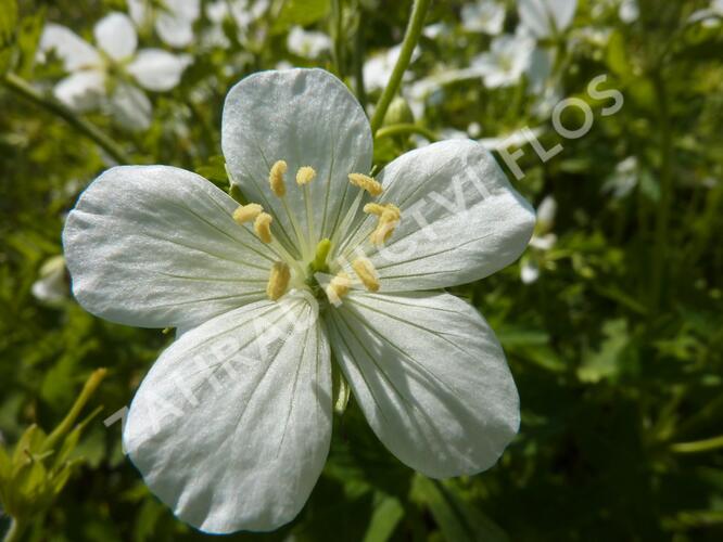 Kakost skvrnitý 'Album' - Geranium maculatum 'Album'