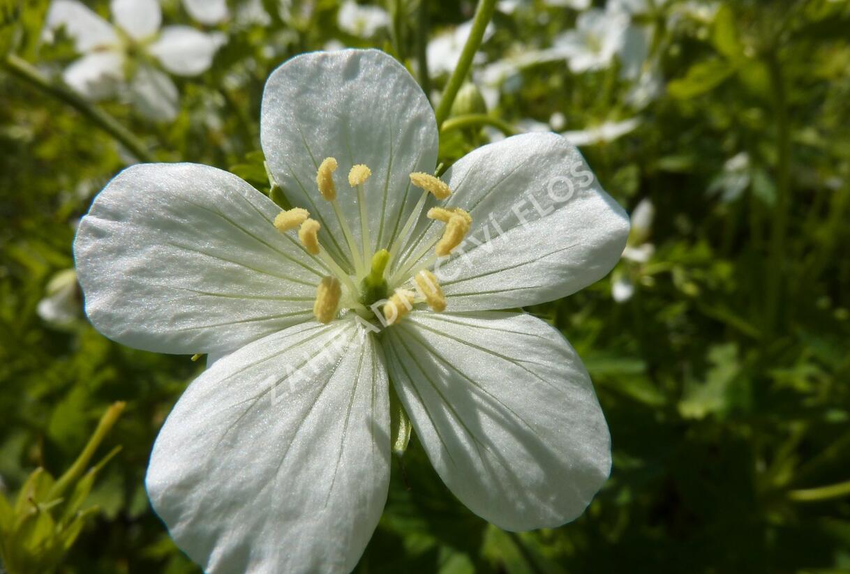 Kakost skvrnitý 'Album' - Geranium maculatum 'Album'