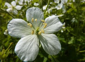 Kakost skvrnitý 'Album' - Geranium maculatum 'Album'