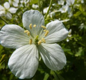 Kakost skvrnitý 'Album'