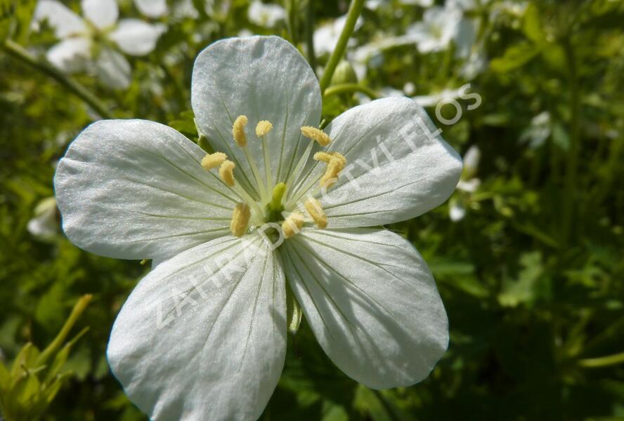 Kakost skvrnitý 'Album' - Geranium maculatum 'Album'