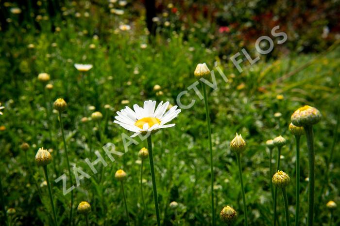 Rmen barvířský 'Alba' - Anthemis tinctoria 'Alba'