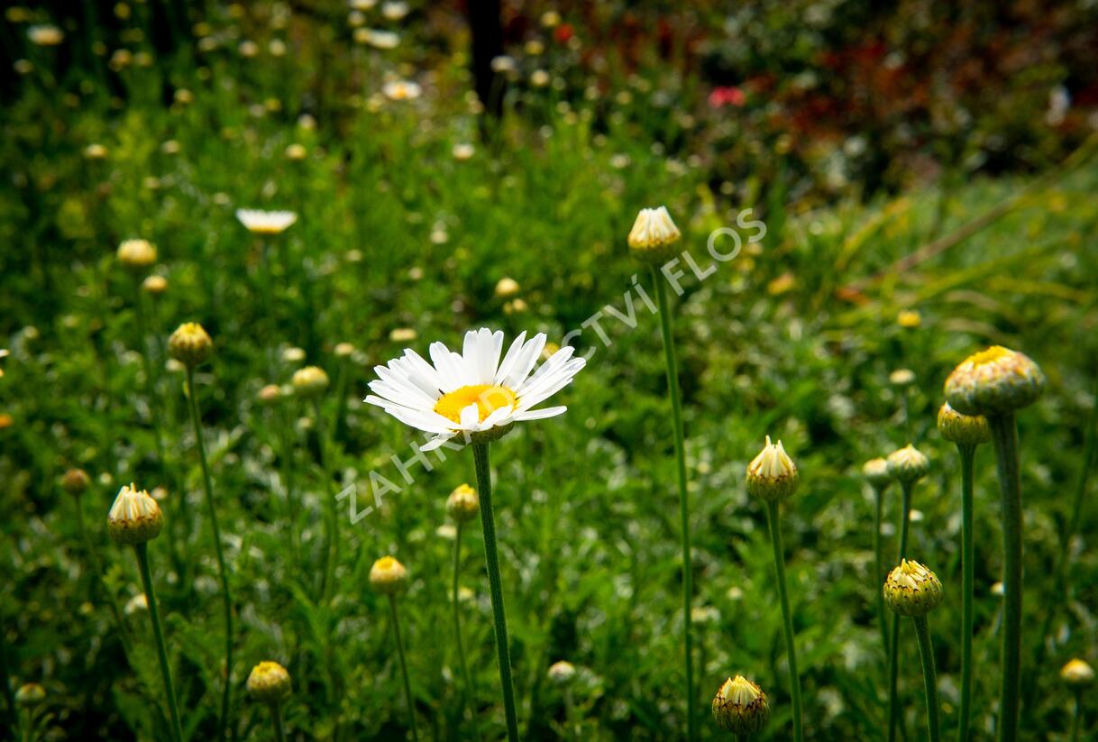 Rmen barvířský 'Alba' - Anthemis tinctoria 'Alba'