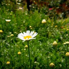 Rmen barvířský 'Alba' - Anthemis tinctoria 'Alba'