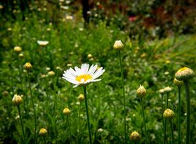 Rmen barvířský 'Alba' - Anthemis tinctoria 'Alba'