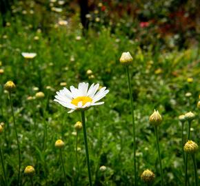 Rmen barvířský 'Alba' - Anthemis tinctoria 'Alba'