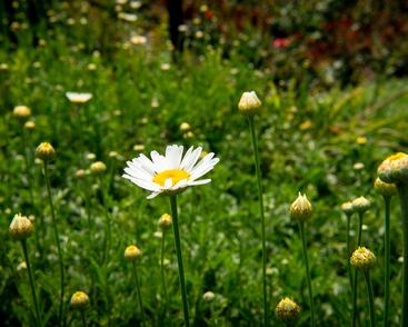 Rmen barvířský 'Alba'