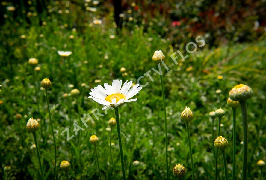 Rmen barvířský 'Alba' - Anthemis tinctoria 'Alba'