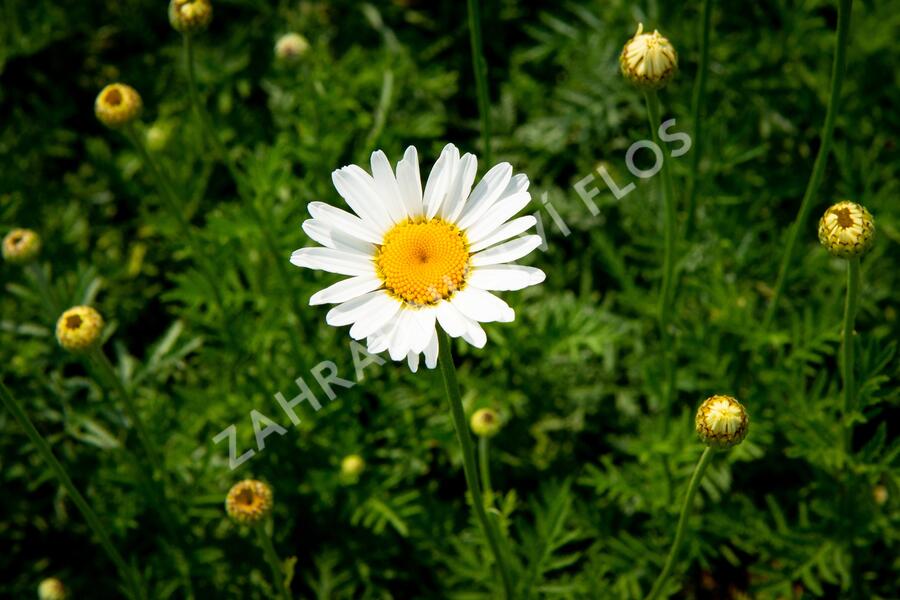 Rmen barvířský 'Alba' - Anthemis tinctoria 'Alba'