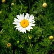 Rmen barvířský 'Alba' - Anthemis tinctoria 'Alba'