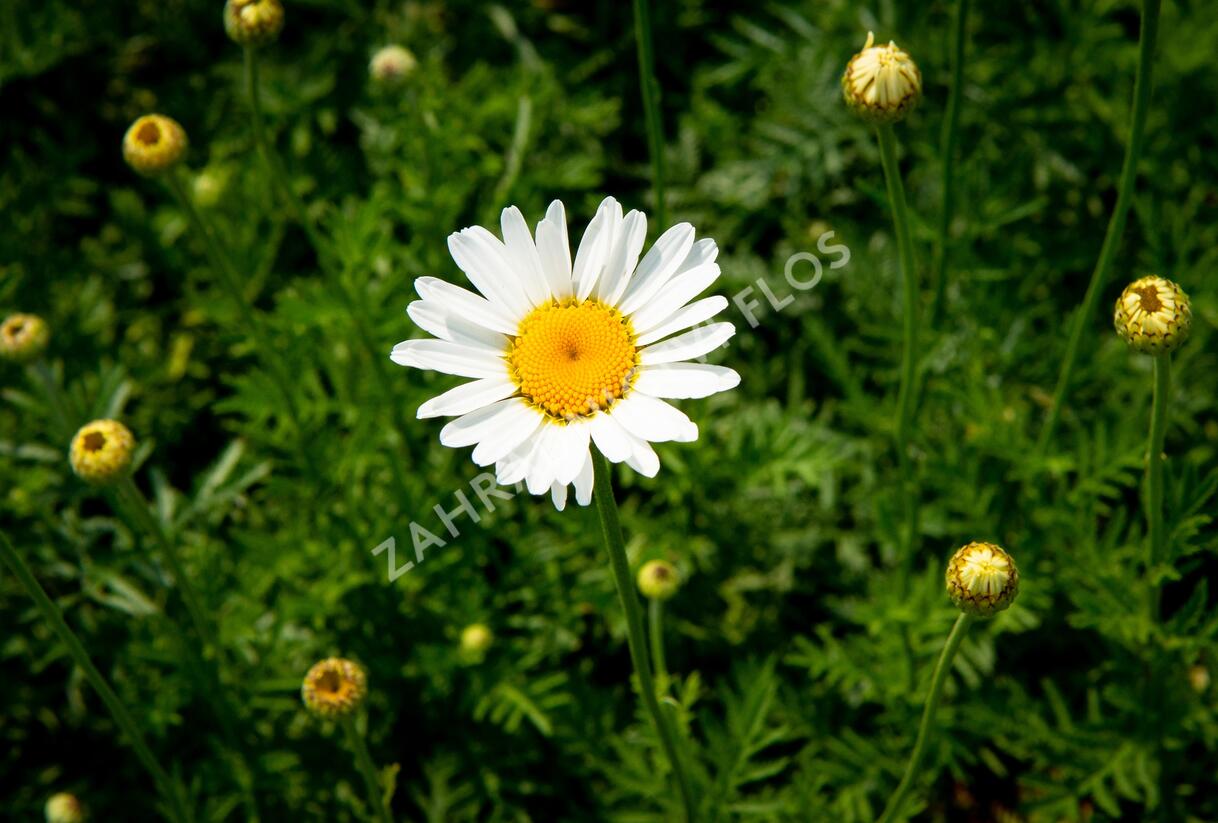 Rmen barvířský 'Alba' - Anthemis tinctoria 'Alba'